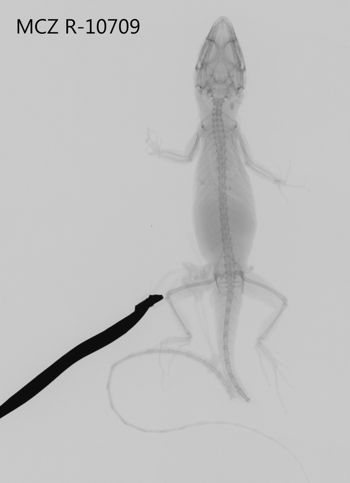 Media type: image;   Herpetology R-10709 Aspect: dorsoventral x-ray